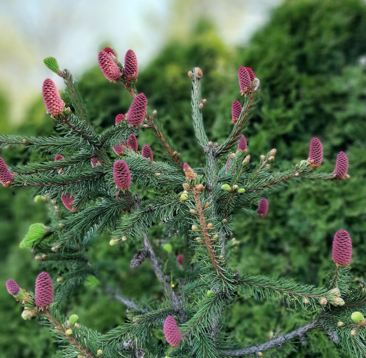 Picea abies. Ель обыкновенная Акрокона. Ель обыкновенная Акрокона (Acrocona). Ель обыкновенная Акрокона пуш. Пихта Акрокона.