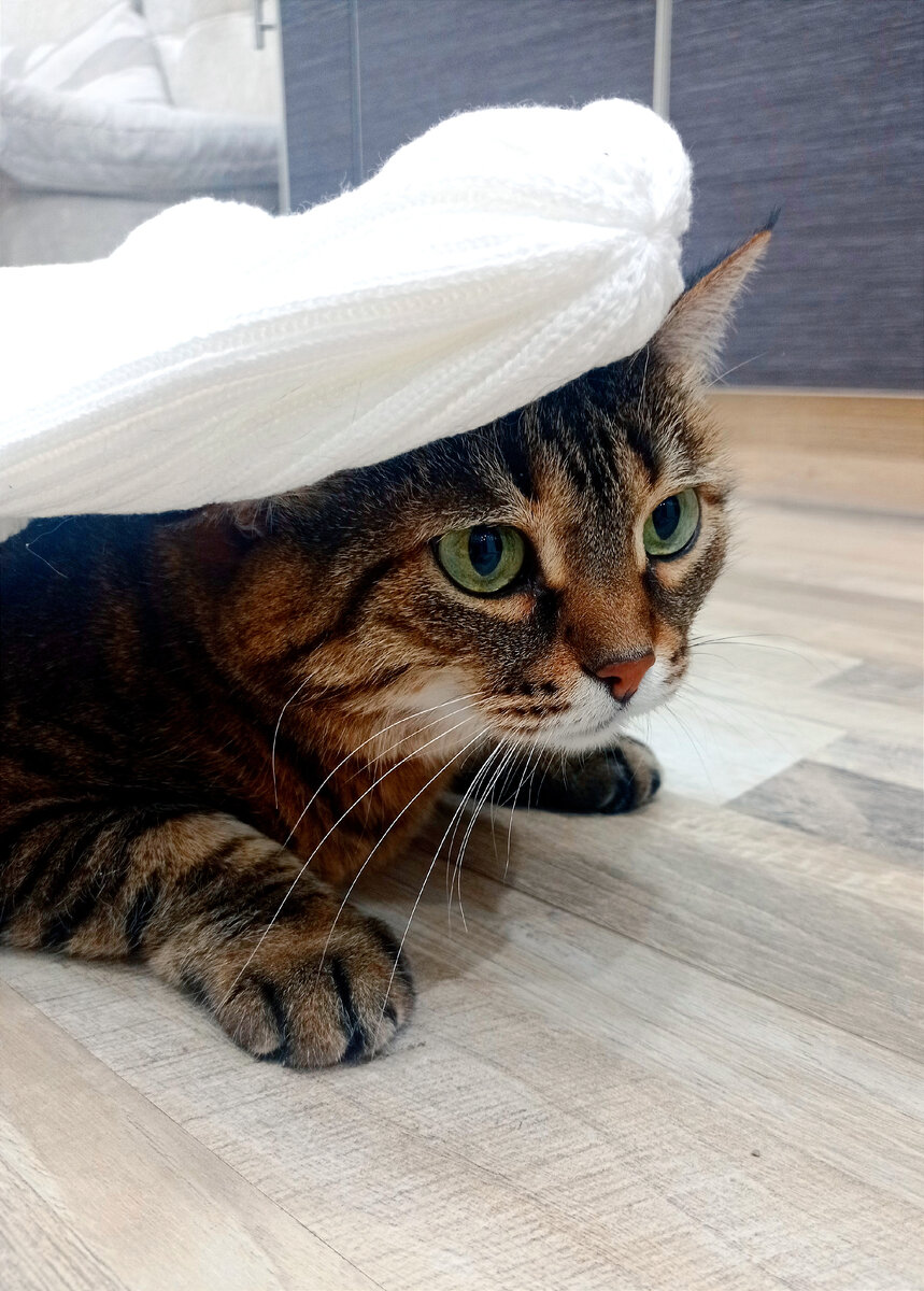 Рысеньке всё идёт