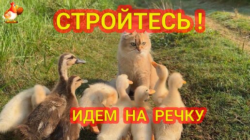 Кошка и Утята подросли 😘 идёт на речку дружная компания 😂🤗😻 милые питомцы на прогулке ❣️