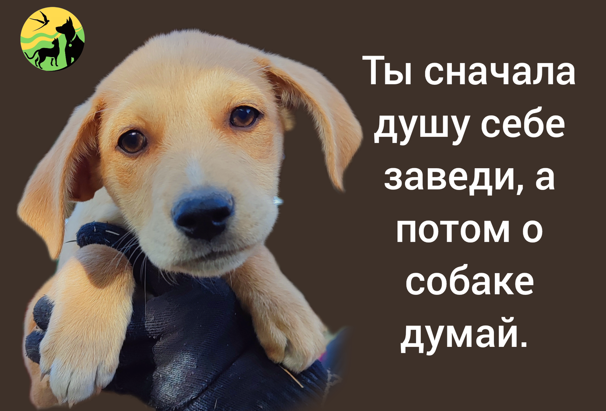 Цветочек из приюта Уголёк