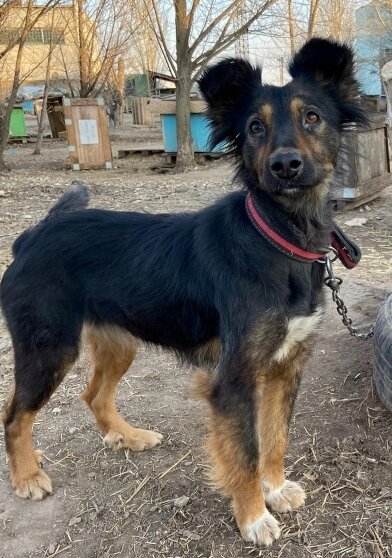 Павлина в приюте Уголёк через 2 месяца после скитаний на улице