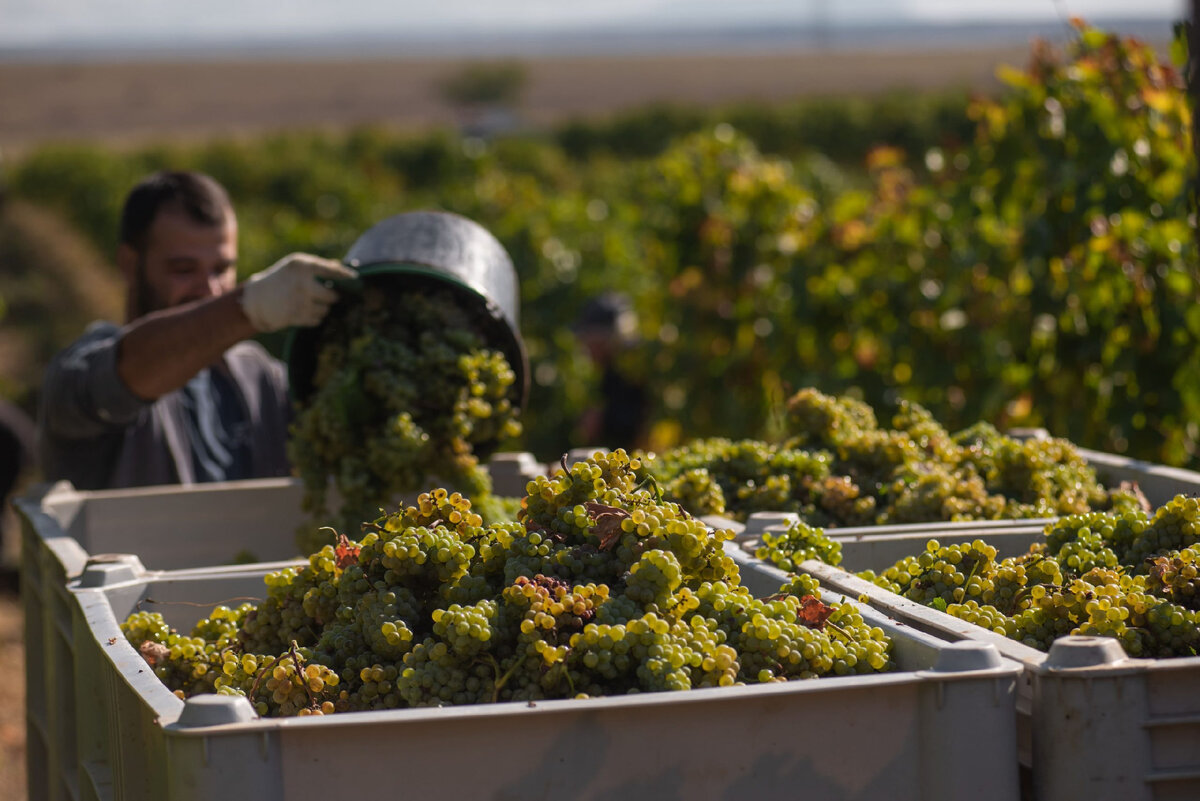 Сбор винограда – ответственное дело.