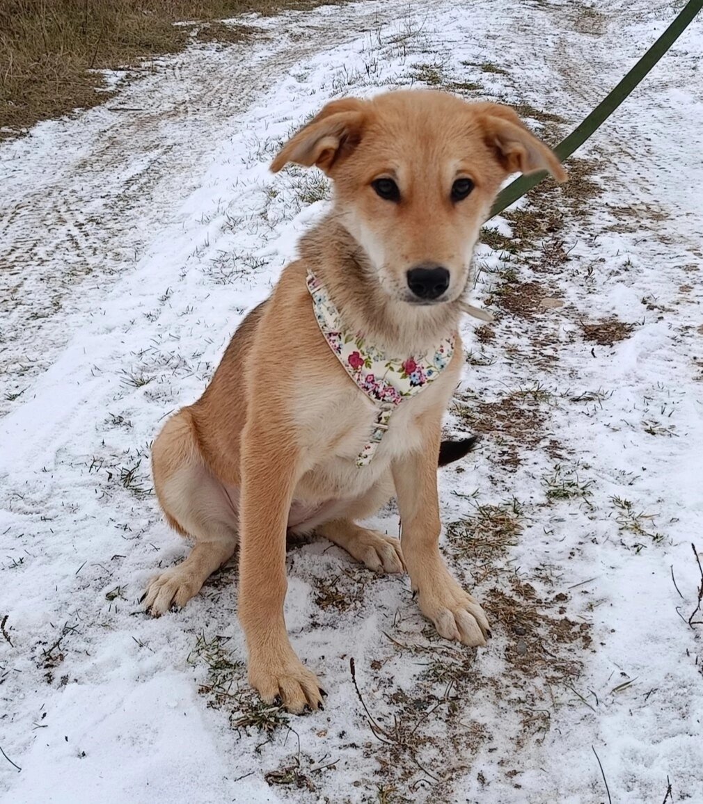 Плачет, грустит и тоскует. 