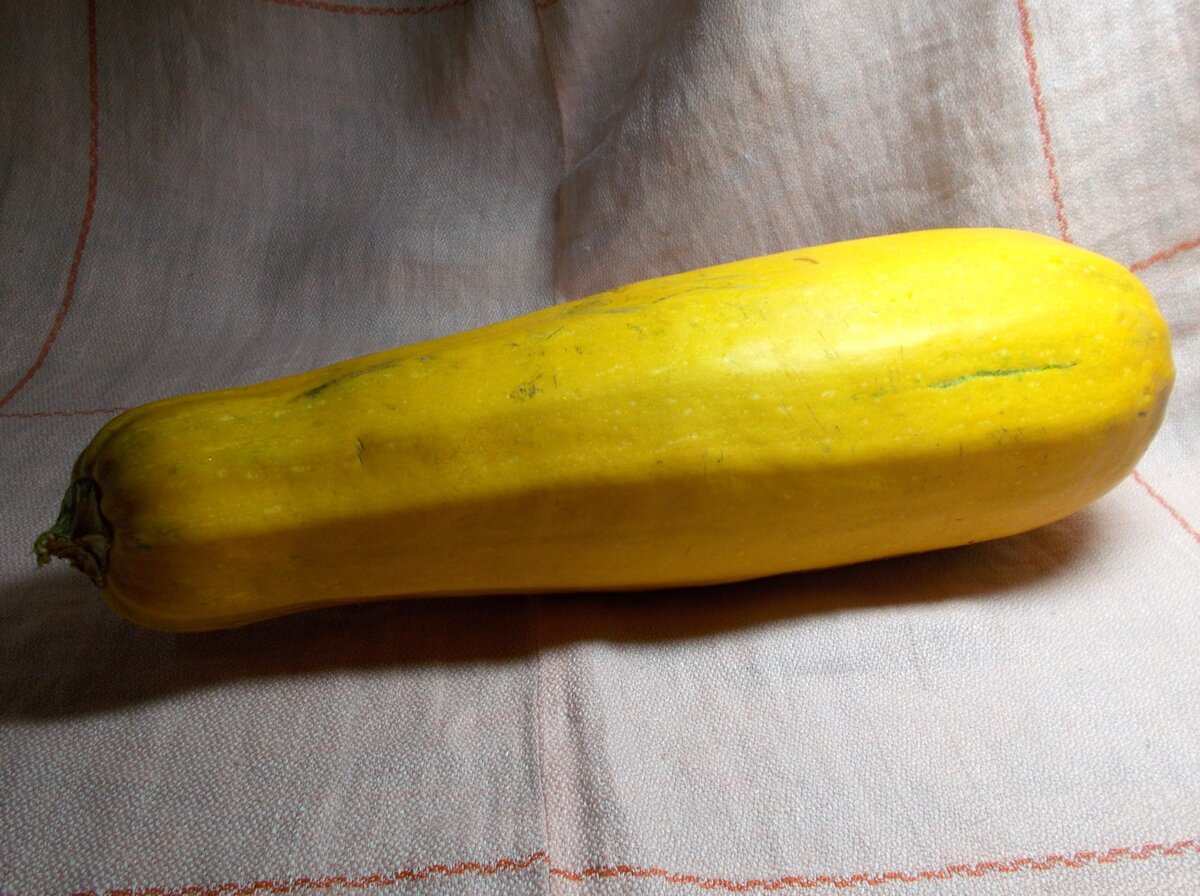Вот так выглядел перед превращением в светильник совершенно желтый кабачок. Длина овоща 34 см.