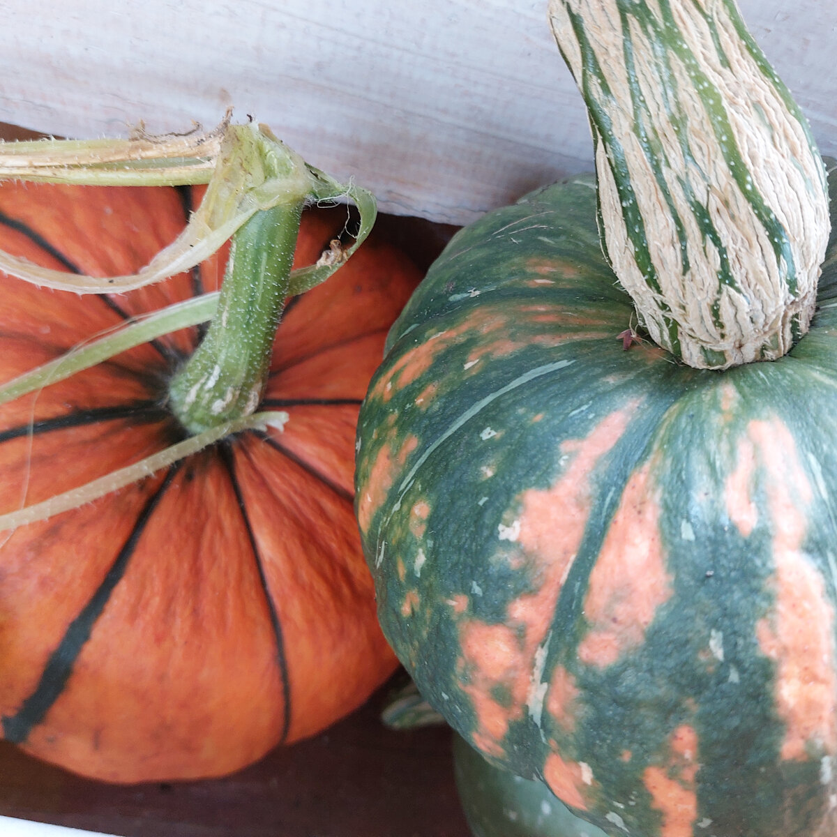 Мой красотки... Выросли уже к сентябрю