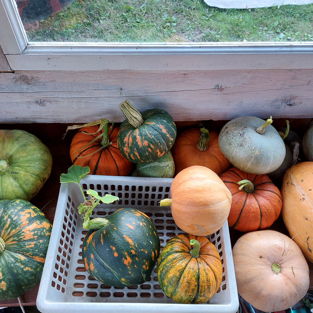 Мои разносортные тыквы этого года.