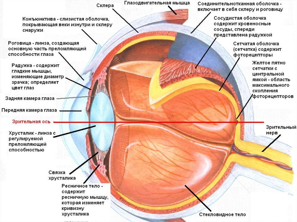 Схема строения переднего отдела глаза