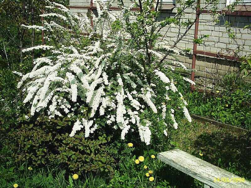 Спирея японская (spiraea japonica). Спирея бумальда фробели. Спирея плохо растет. Спирея вангутта черенки. Спирея плохо растет.