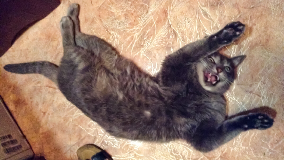 Британец Микки кошмарно себя вёл 