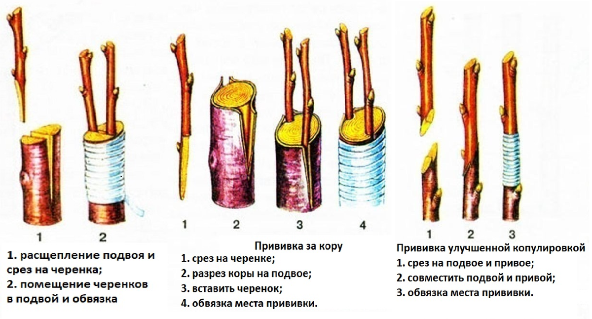 Как соединить черенок между собой