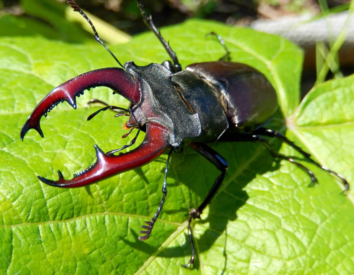 Жук олень. Жук-олень (Lucanus Cervus). Жук Рогач Крымский. Жук олень Рогач. Жук олень Дыбовского.