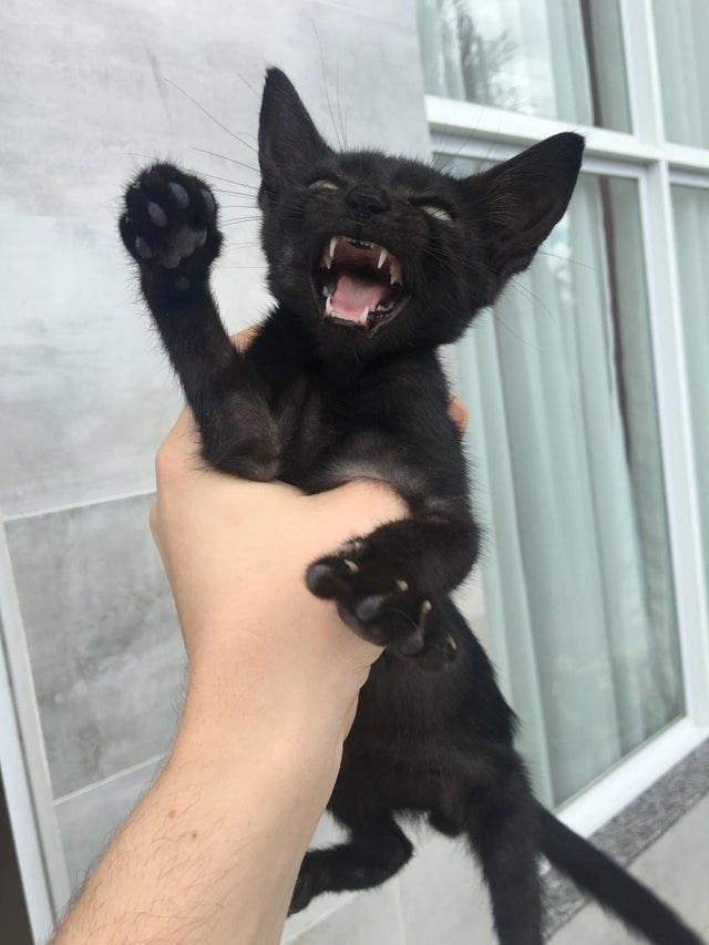 Я тьма, я ужас, летящий на крыльях ночи! Пусти меня, жалкий человечишко!