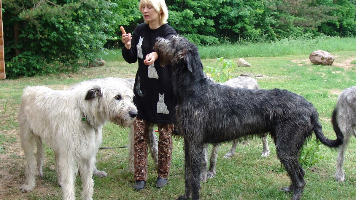 Ирландский волкодав