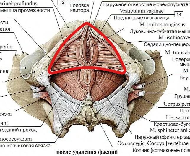 Клиторомегалия. Что такое Клиторомегалия?