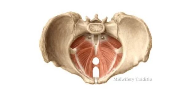 Дисфункция тазового дна - KinesioPro