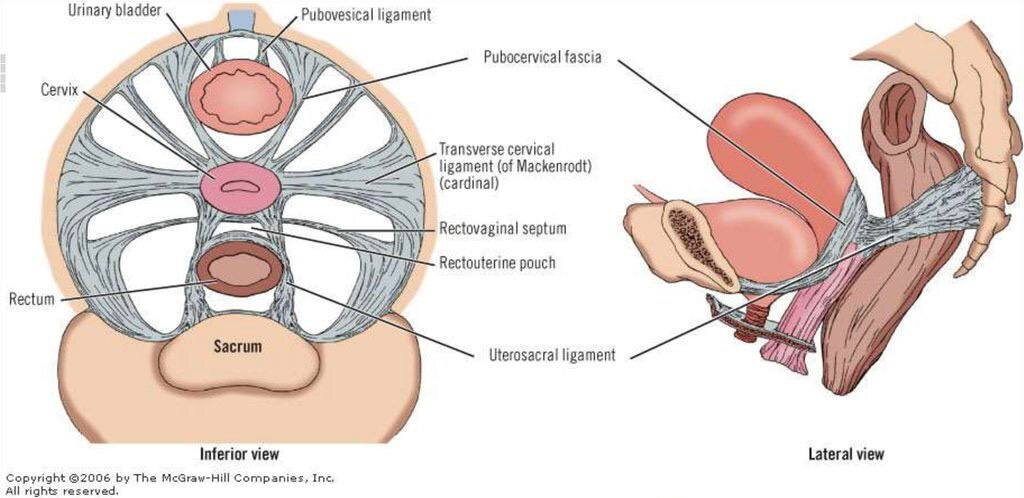 Кардинальная связка матки. Крестцово маточные связки анатомия. Связочный аппарат матки анатомия. Круглая связка матки анатомия. Мышцы дна малого таза анатомия.