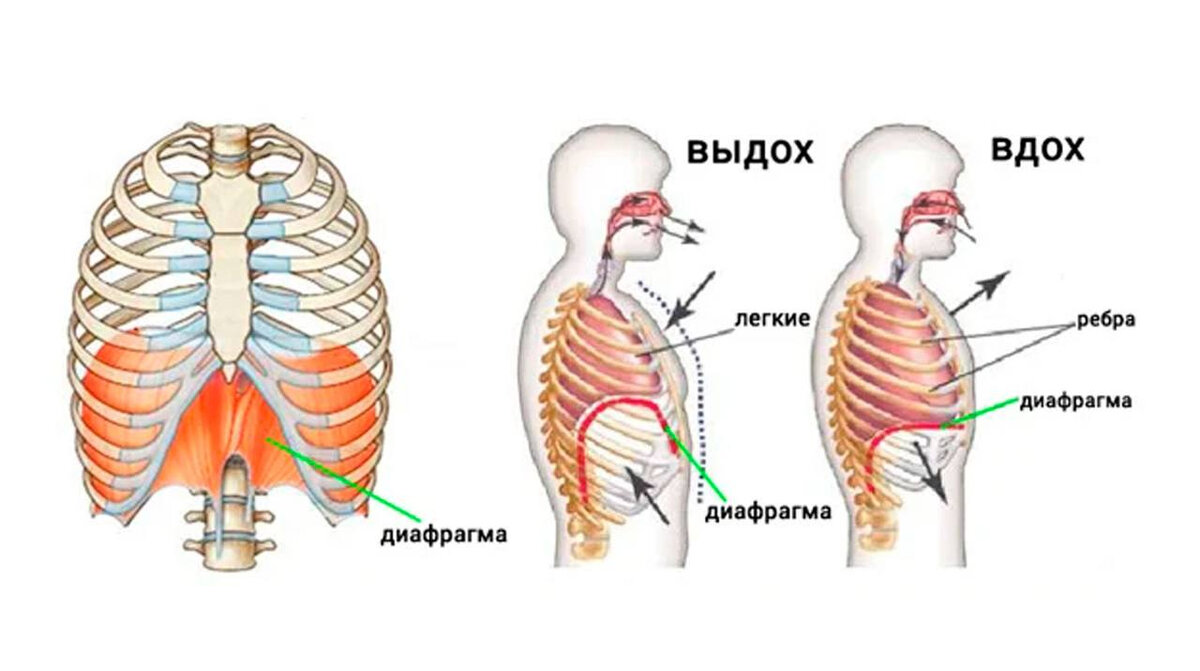 Кор: что такое кор и зачем нужен | POPOVICHFIT | Мир умного фитнеса | Дзен