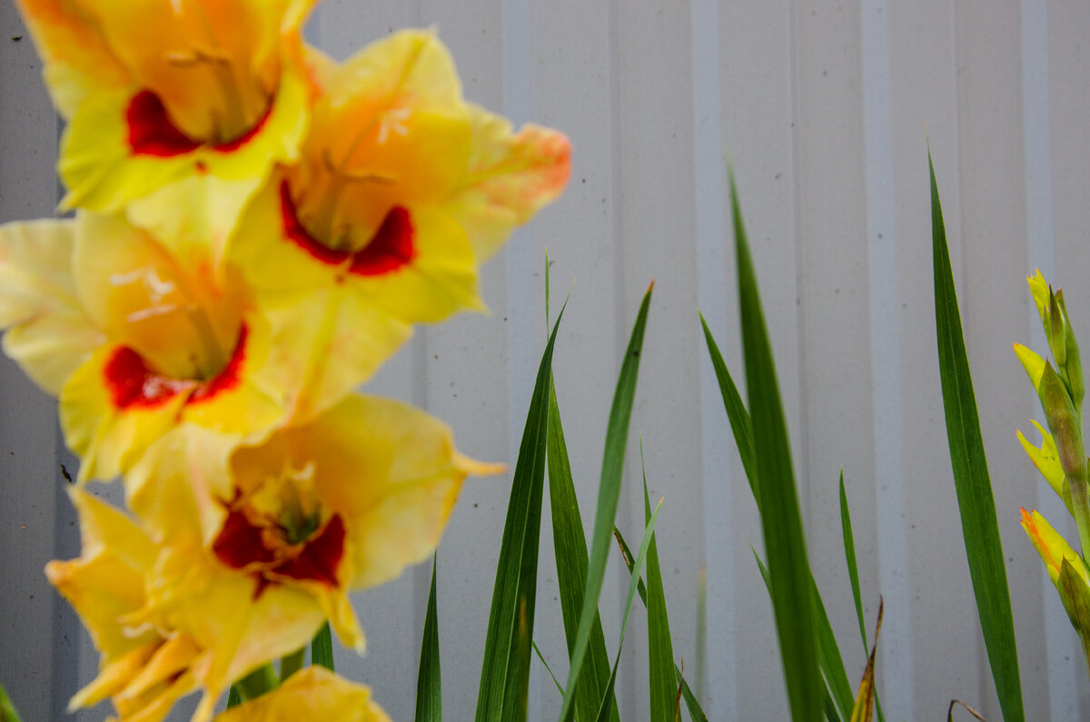 Гладиолусы
