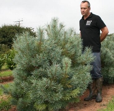 Найден Б. Рейнольдс в 1972 г. в Великобритании.