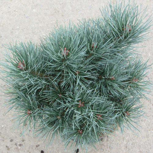 сосна обыкновенная Шанти Блу (Pinus sylvestris Chantry Blue фото интернет