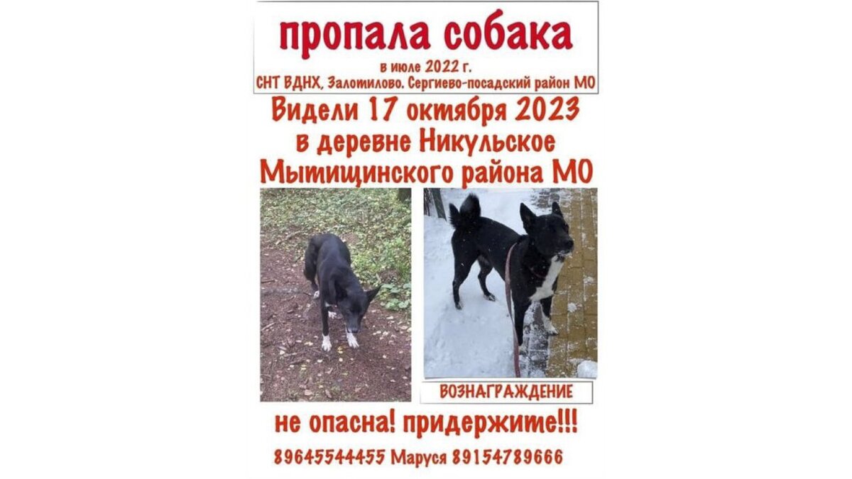 Сайт нашли собаку. Потерялся Доберман