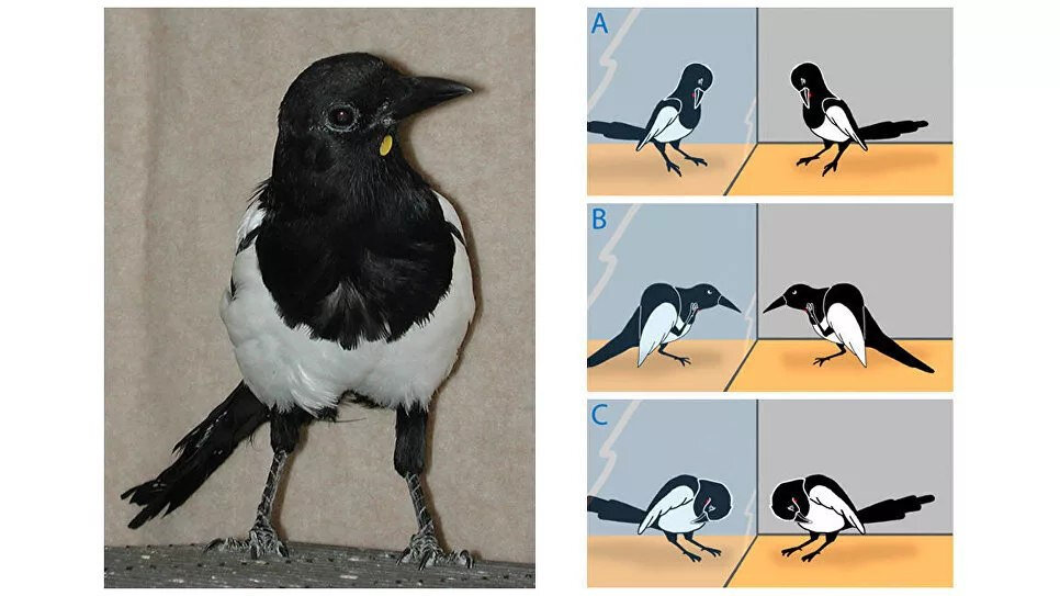 Схема прохождения зеркального теста сорокой.