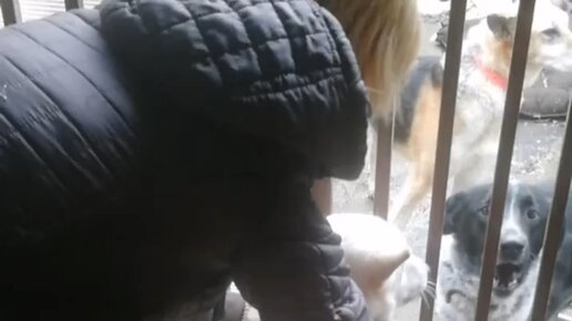 Приют Некрасовка. Москва | Наша новенькая - белоснежка Дита ???? Скромно ...