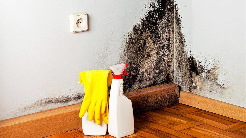 Как избавиться от черной плесени и ржавчины в доме