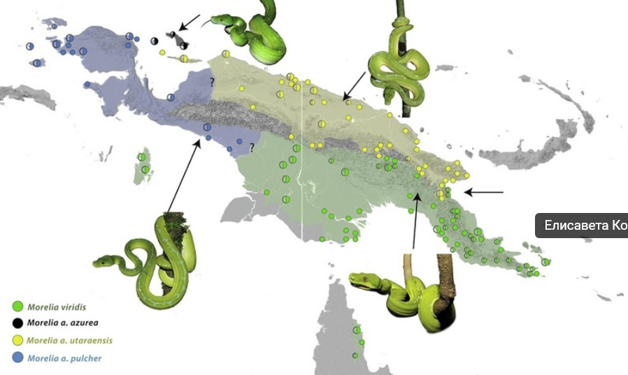 Morelia azurea (MEYER, 1874)
