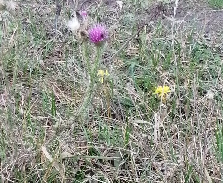    В окрестностях Курска 31 октября еще цветут растения