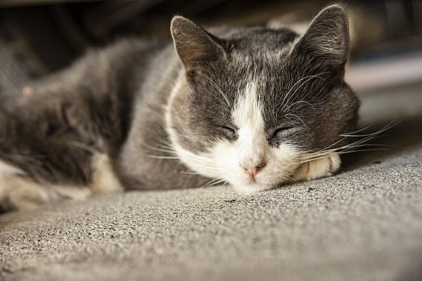 Фото: РИА Новости/Filippo Carlot