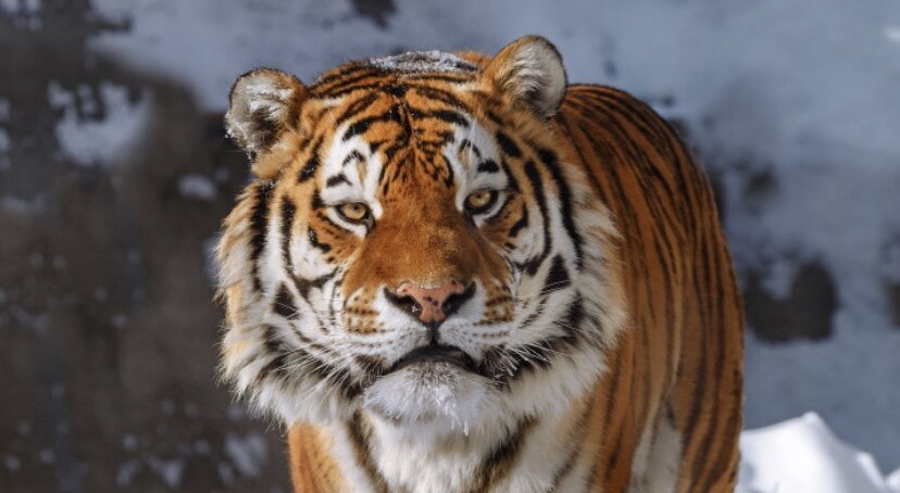 Почему же Амурский тигр самый сильный? | Заметки о жизни | Дзен