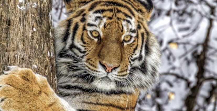 Почему же Амурский тигр самый сильный? | Заметки о жизни | Дзен