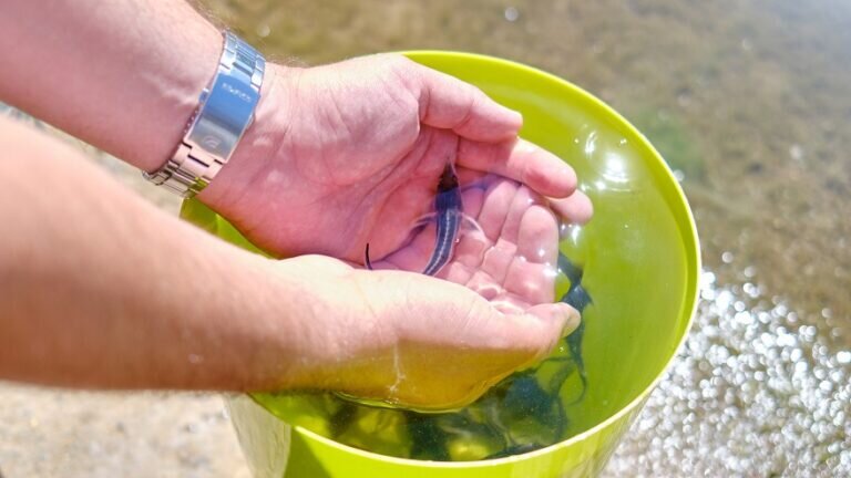    «Газпромнефть-Оренбург» восполняет популяцию ценных рыб в водоемах области Кристина Просвиркина