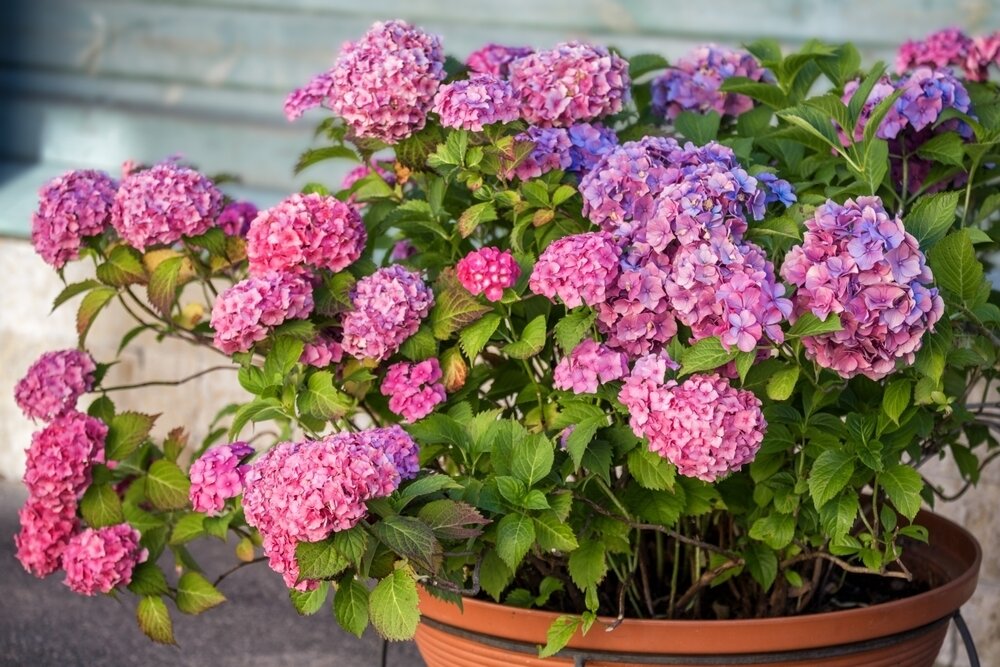    Для контейнерного выращивания подходят разные виды гортензий, но выбирать лучше компактные сорта