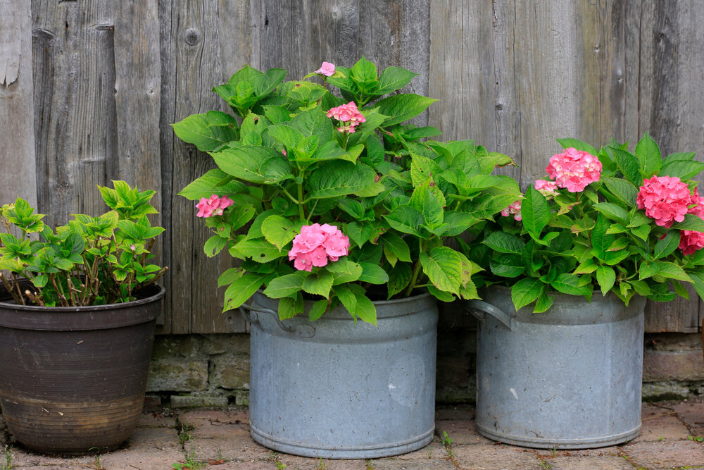    Объем контейнера должен соответствовать размеру растения