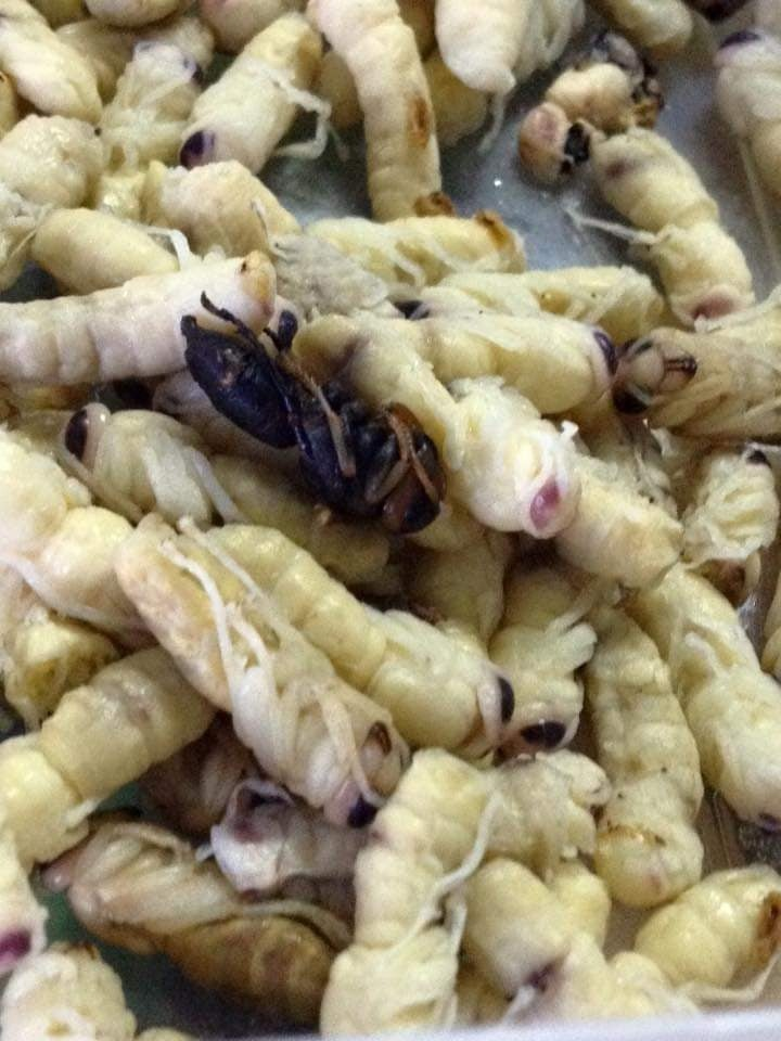 Те самые личинки ос