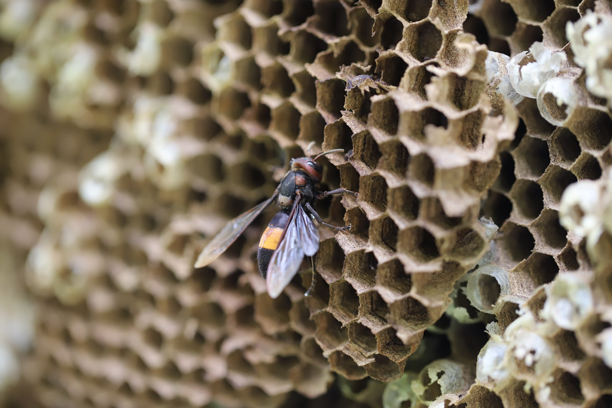 Тигровая оса