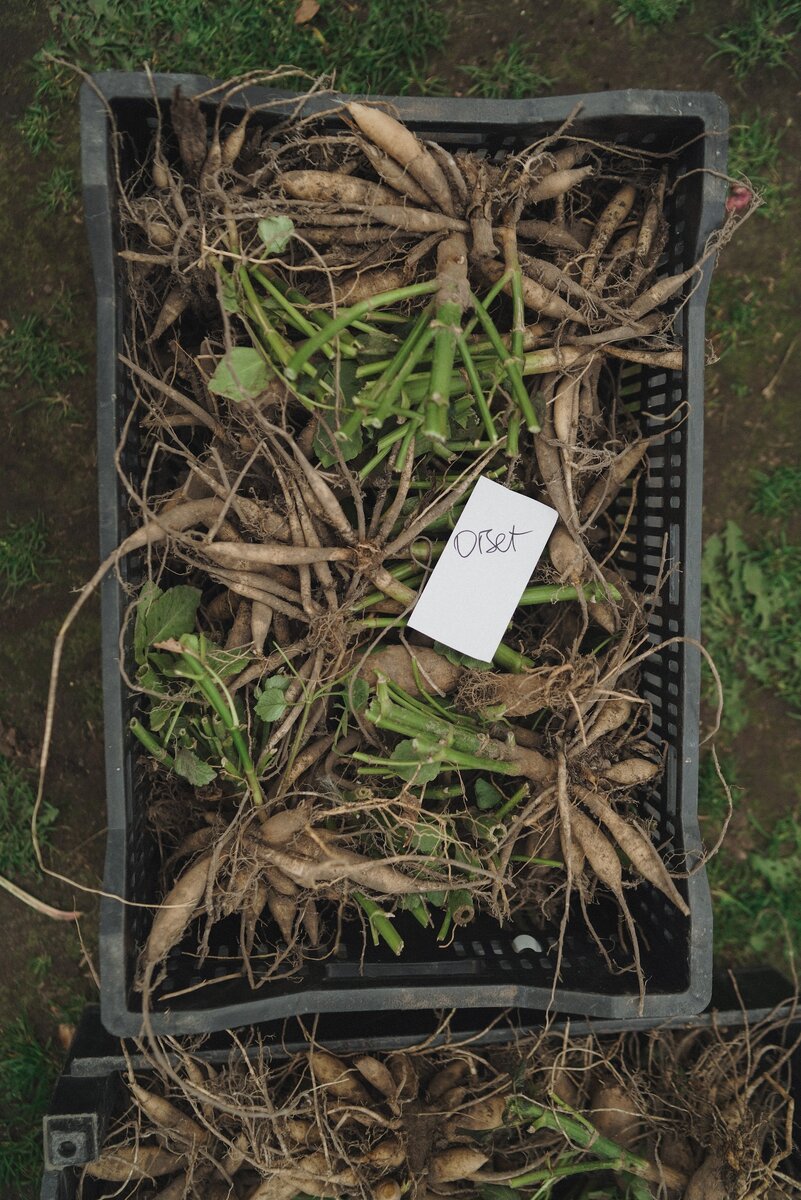 Фотограф Беличева Варвара