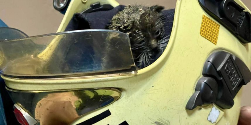    Фото: Telegram-канал МЧС Санкт-Петербурга.