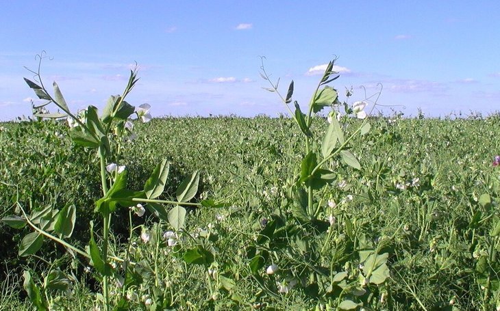    Ученые нашли способ вывести железный горох на основе двух мутантов