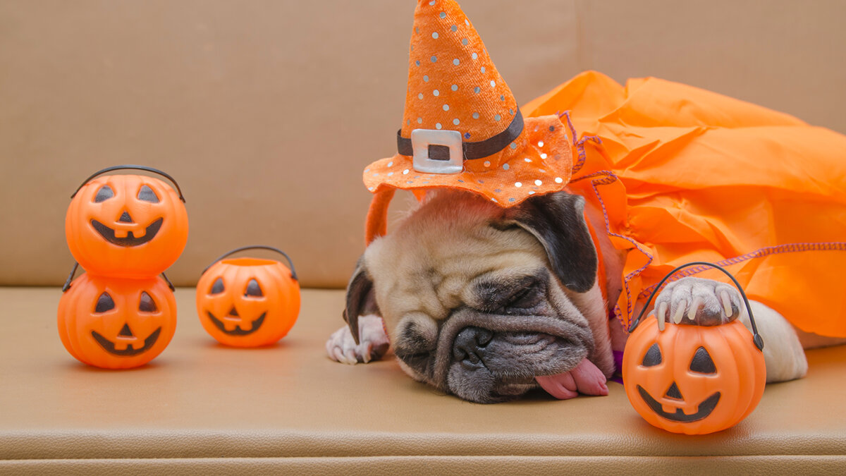 источник фото: https://s1.1zoom.ru/b5353/163/Dogs_Pumpkin_Halloween_Pug_Hat_Sleep_Tongue_535368_2048x1152.jpg