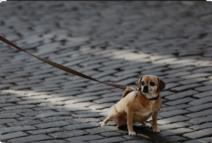 🐕‍🦺 Двойной поводок для собак своими руками