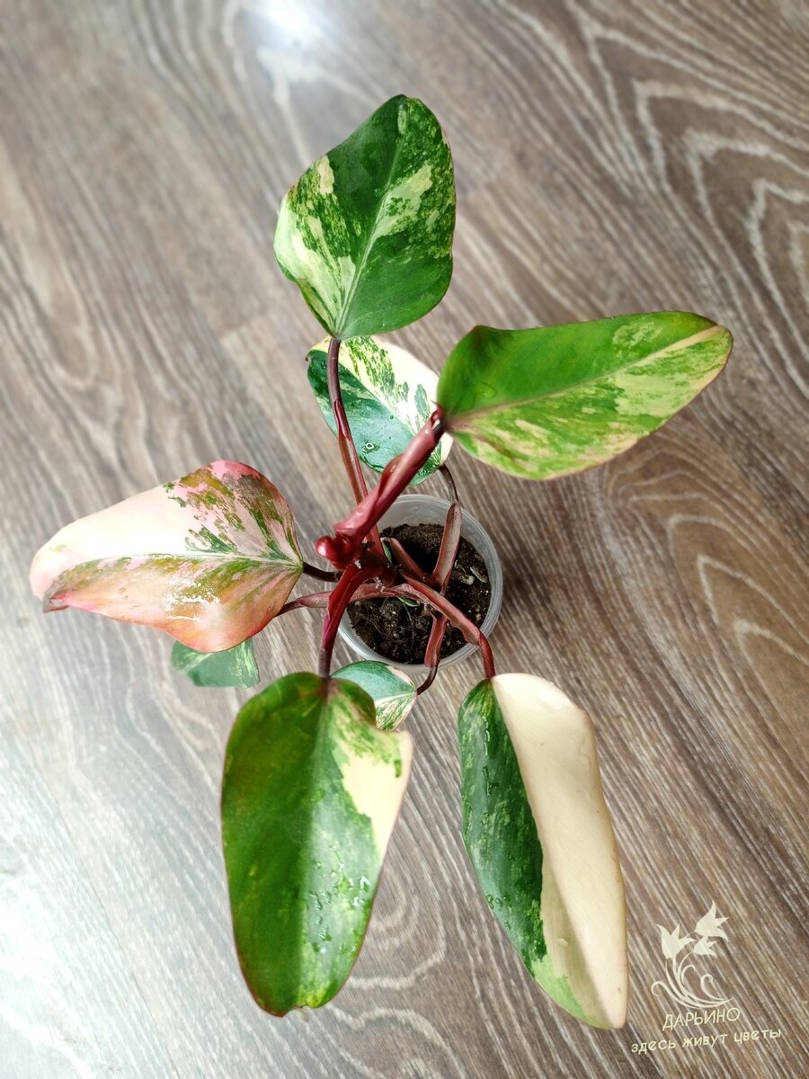 Филодендрон 'Red Emerald variegata'