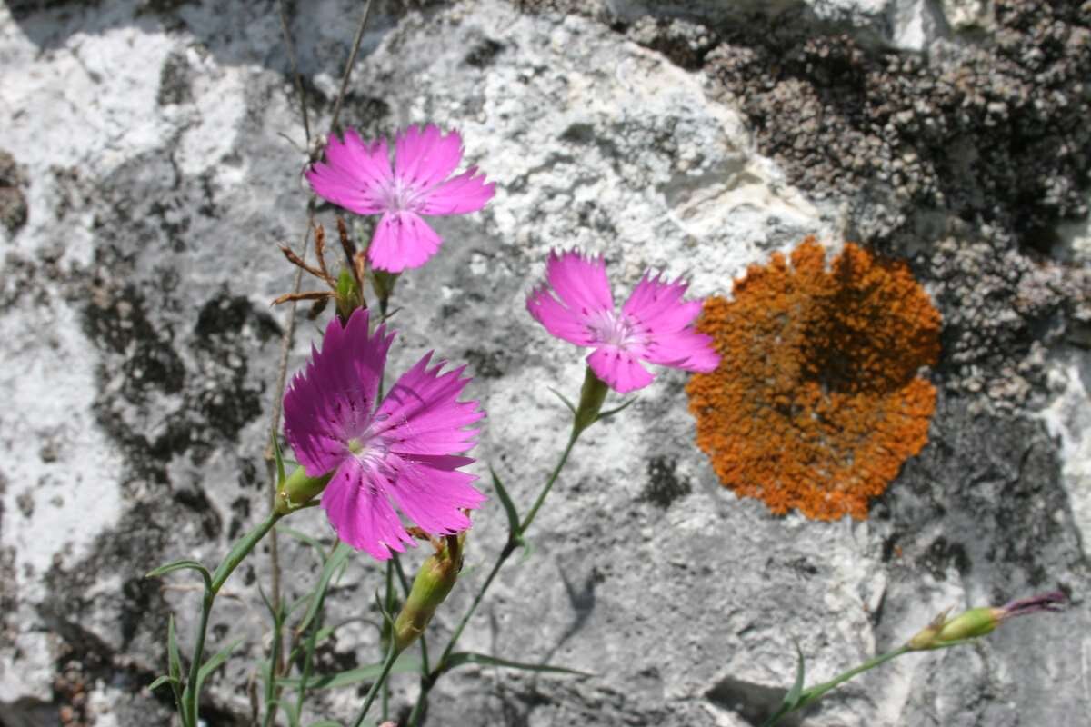    Гвоздика травянка. stalker