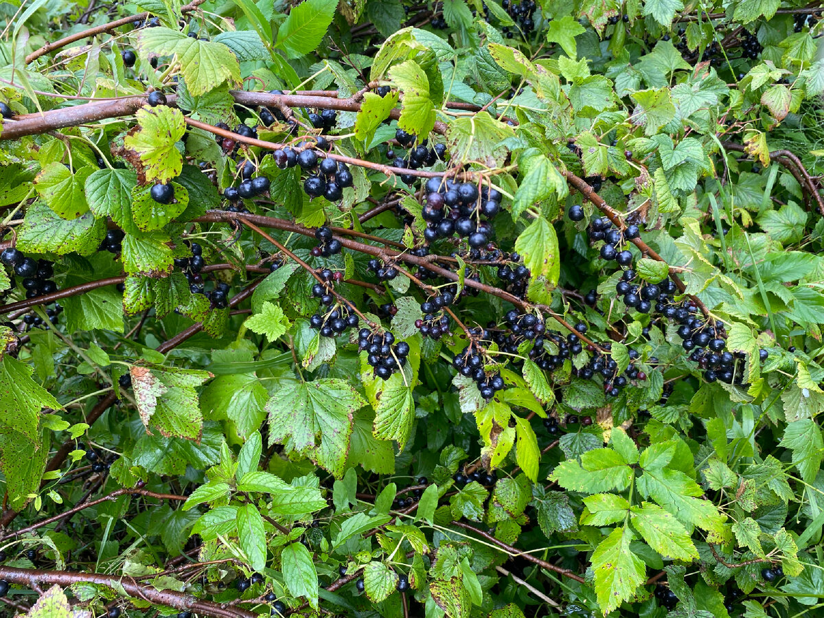Ветви наклонились под тяжестью ягод