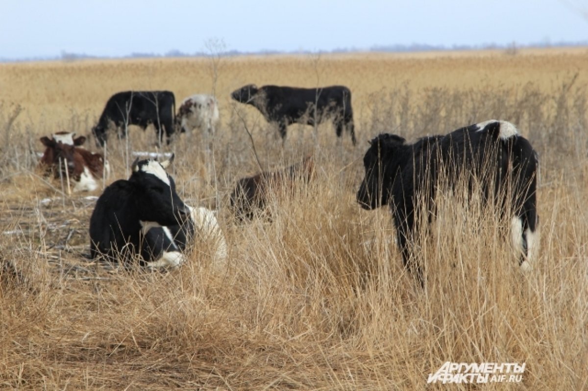    Омский сельхозпроизводитель получит федеральный грант «Агротуризм»