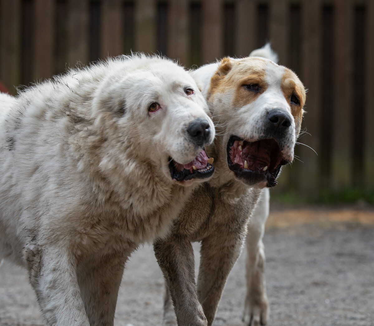Кошелёк или жизнь? 😄
