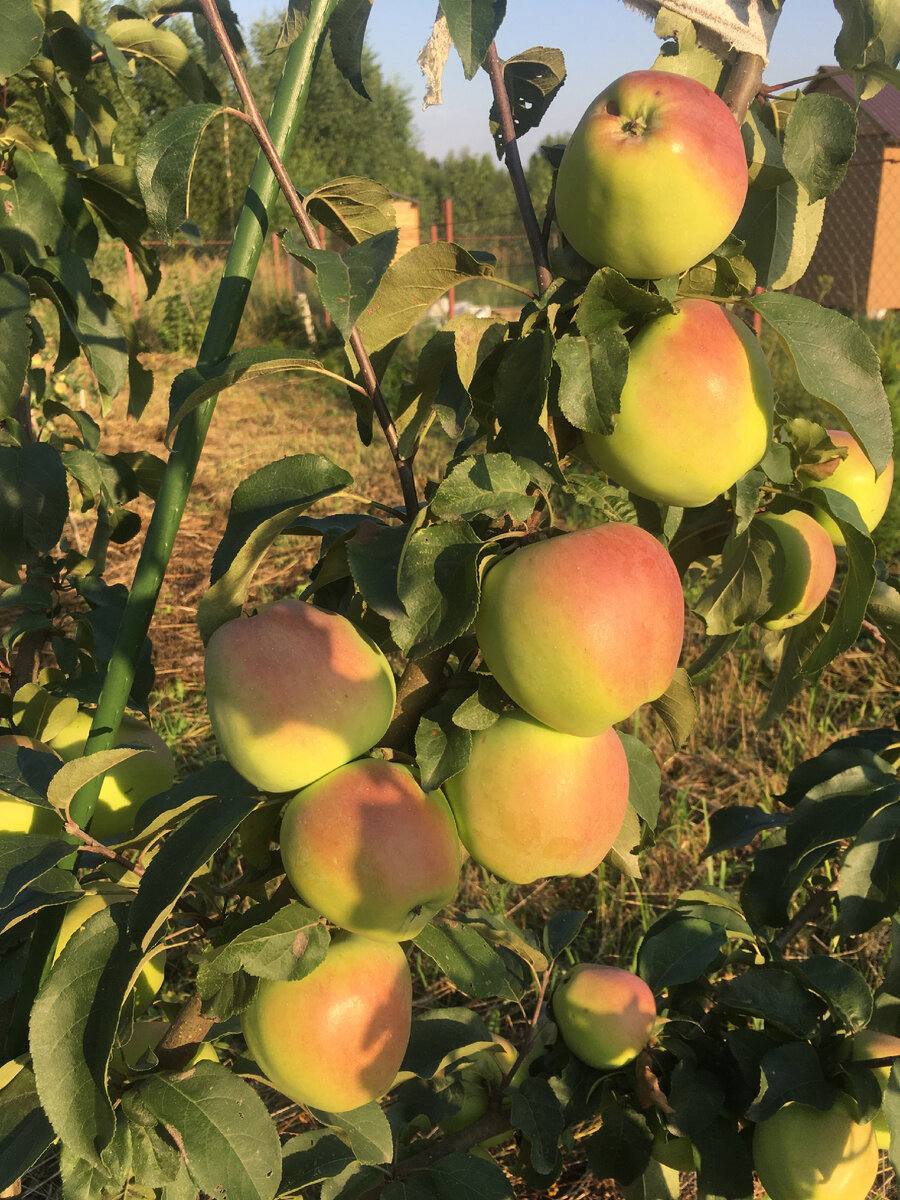 Урожай яблок на молодой яблоне на 2 год после посадки.