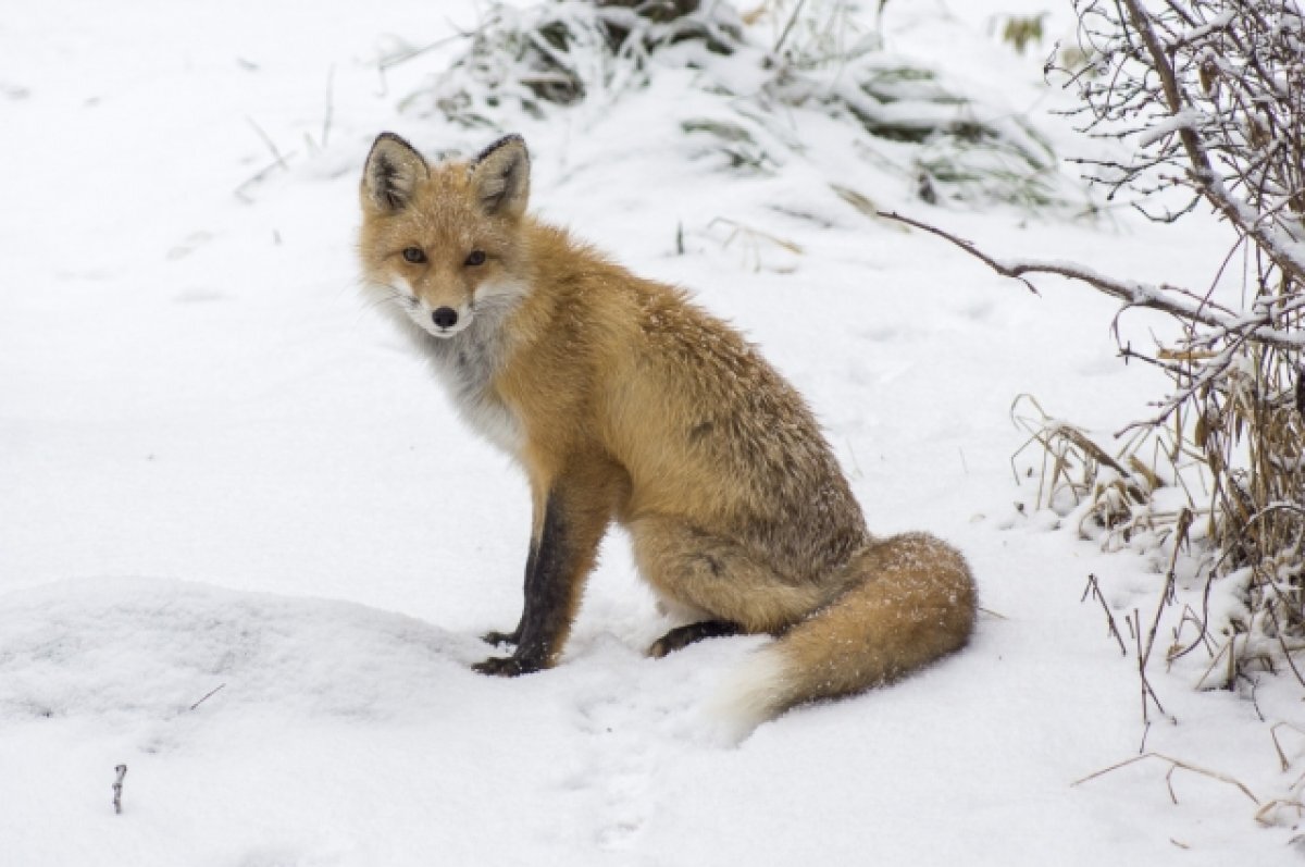   1 ноября в Самарском зоопарке отпразднуют День лисицы
